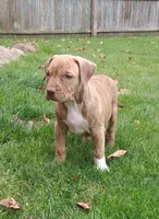 Yellow, a female American Pit Bull Terrier for sale in Rochester, NY – 1 of 6