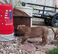 Silver, a male American Pit Bull Terrier for sale in Rochester, NY – 3 of 3