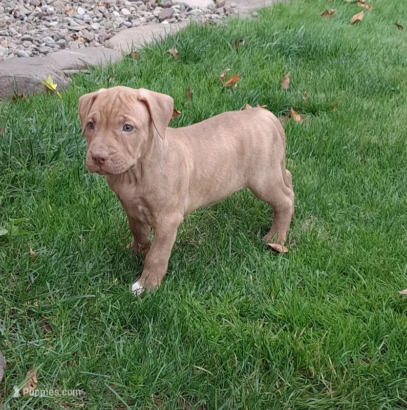 White – American Pit Bull Terrier puppy for sale in Rochester, NY