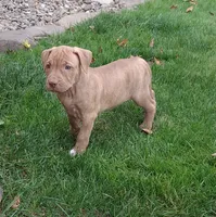 White, a female American Pit Bull Terrier for sale in Rochester, NY – 1 of 4