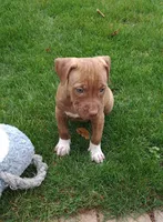 Pink, a female American Pit Bull Terrier for sale in Rochester, NY – 2 of 7
