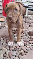 Purple, a female American Pit Bull Terrier for sale in Rochester, NY – 4 of 6