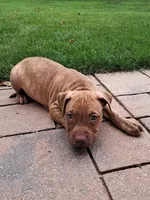 Blue, a male American Pit Bull Terrier for sale in Rochester, NY – 6 of 6