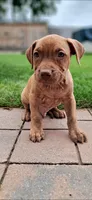 Blue, a male American Pit Bull Terrier for sale in Rochester, NY – 4 of 6