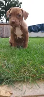 Orange , a female American Pit Bull Terrier for sale in Rochester, NY – 2 of 6