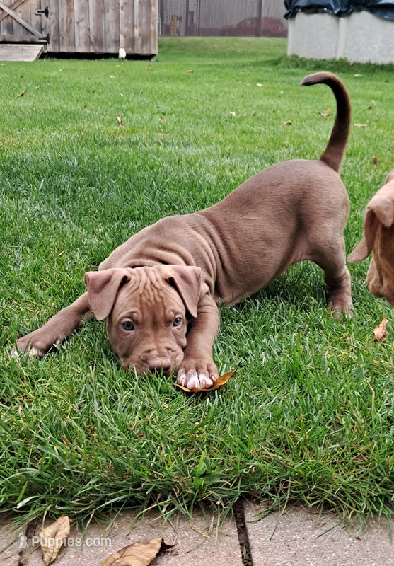 Silver – American Pit Bull Terrier puppy for sale in Rochester, NY