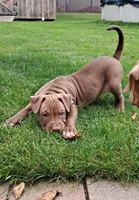 Silver, a male American Pit Bull Terrier for sale in Rochester, NY – 1 of 3