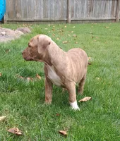 Yellow, a female American Pit Bull Terrier for sale in Rochester, NY – 3 of 6