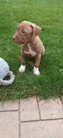 Pink, a female American Pit Bull Terrier for sale in Rochester, NY – 7 of 7