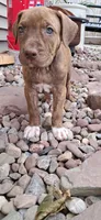 Purple, a female American Pit Bull Terrier for sale in Rochester, NY – 6 of 6