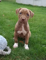 Pink, a female American Pit Bull Terrier for sale in Rochester, NY – 3 of 7