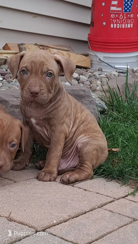 Red – American Pit Bull Terrier puppy for sale in Rochester, NY