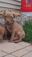 Red, a male American Pit Bull Terrier for sale in Rochester, NY – 1 of 1