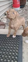 White, a female American Pit Bull Terrier for sale in Rochester, NY – 2 of 4