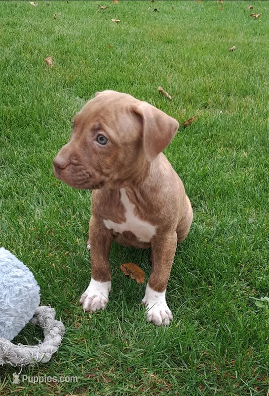 Pink – American Pit Bull Terrier puppy for sale in Rochester, NY