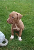 Pink, a female American Pit Bull Terrier for sale in Rochester, NY – 1 of 7