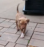 Yellow, a female American Pit Bull Terrier for sale in Rochester, NY – 4 of 6