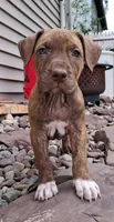 Purple, a female American Pit Bull Terrier for sale in Rochester, NY – 2 of 6