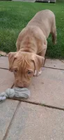 White, a female American Pit Bull Terrier for sale in Rochester, NY – 4 of 4