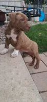 Pink, a female American Pit Bull Terrier for sale in Rochester, NY – 5 of 7