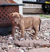 Purple, a female American Pit Bull Terrier for sale in Rochester, NY – 1 of 6