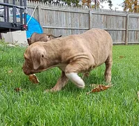 Yellow, a female American Pit Bull Terrier for sale in Rochester, NY – 5 of 6
