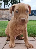 Blue, a male American Pit Bull Terrier for sale in Rochester, NY – 3 of 6