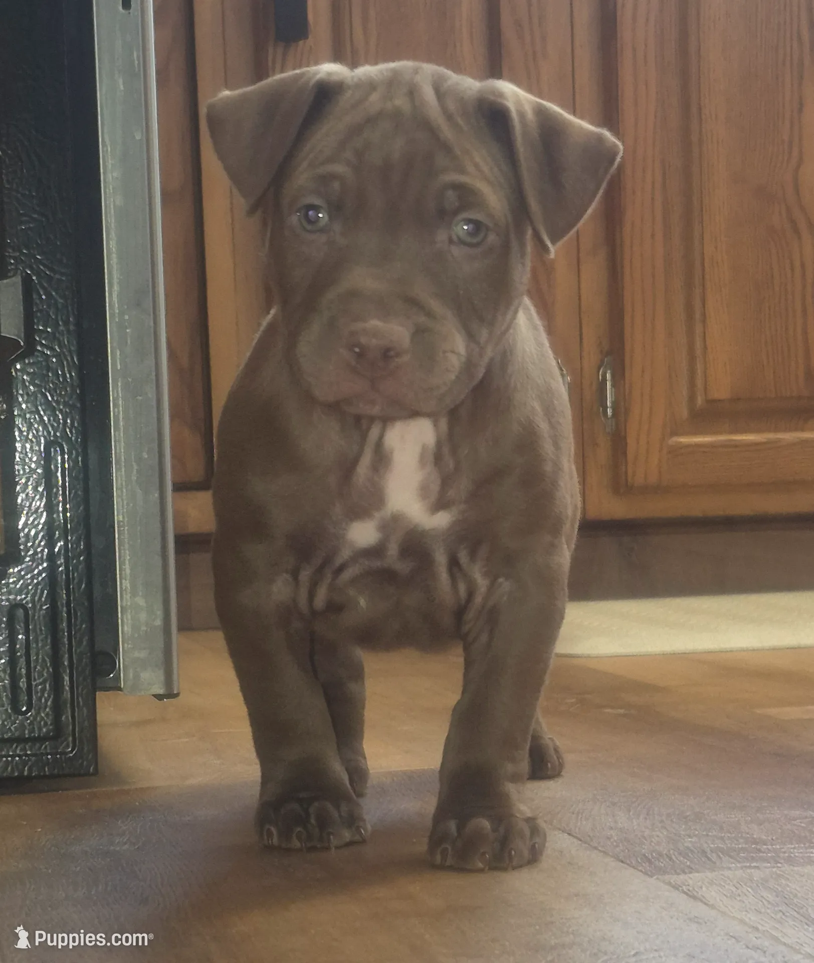 Male #2, a male American Pit Bull Terrier for sale in Rochester, NY – Photo 4 of 5