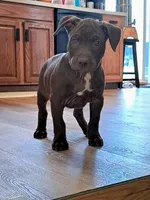 Male #2, a male American Pit Bull Terrier for sale in Rochester, NY – Photo 2 of 5