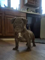 Male #2, a male American Pit Bull Terrier for sale in Rochester, NY – Photo 3 of 5