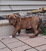 Purple, a female American Pit Bull Terrier for sale in Rochester, NY – 3 of 6
