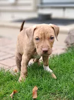 Yellow, a female American Pit Bull Terrier for sale in Rochester, NY – 6 of 6