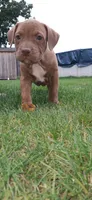 Orange , a female American Pit Bull Terrier for sale in Rochester, NY – 6 of 6