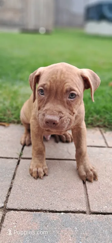 Blue – American Pit Bull Terrier puppy for sale in Rochester, NY