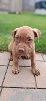 Blue, a male American Pit Bull Terrier for sale in Rochester, NY – 1 of 6