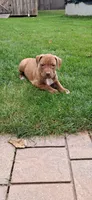 Orange , a female American Pit Bull Terrier for sale in Rochester, NY – 3 of 6