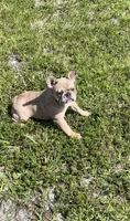 Pinty, a female French Bulldog for sale in Miami Gardens, FL – Photo 4 of 7