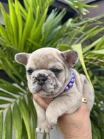 Pinty, a female French Bulldog for sale in Miami Gardens, FL – Photo 7 of 7