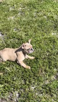 Pinty, a female French Bulldog for sale in Miami Gardens, FL – Photo 5 of 7