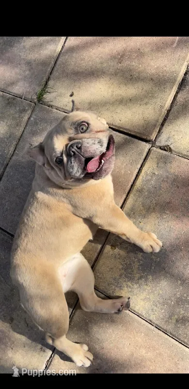 Pinty, a female French Bulldog for sale in Miami Gardens, FL – Photo 1 of 7