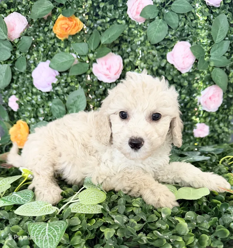 Bailey – Maltipoo puppy for sale in Houston, TX