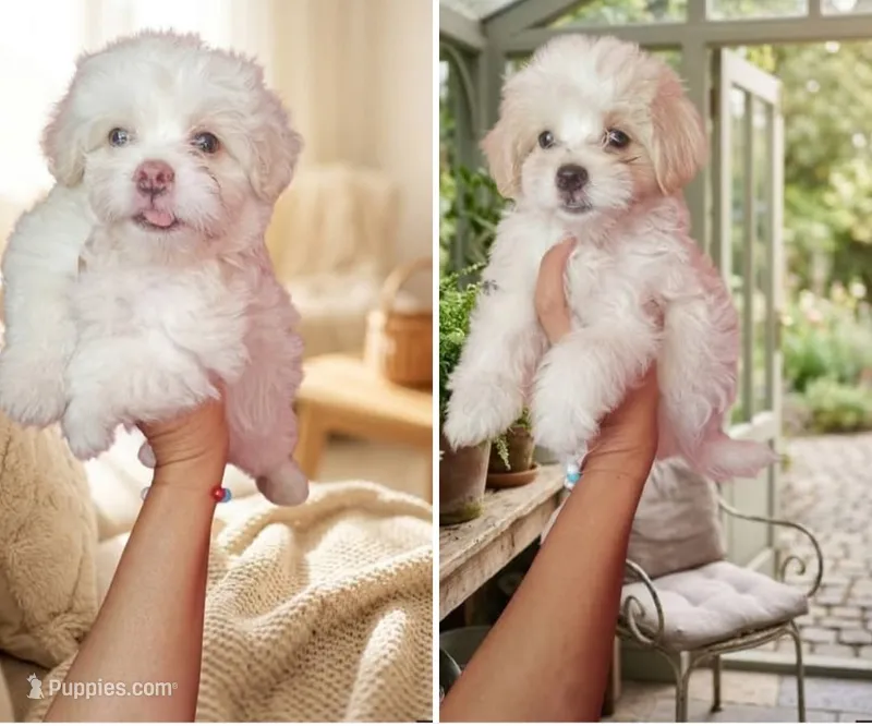 Toby – Maltipoo puppy for sale in Houston, TX