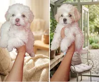 Toby, a male Maltipoo for sale in Houston, TX – 1 of 1