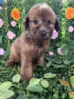 Jax, a male Maltipoo for sale in Houston, TX – 1 of 4