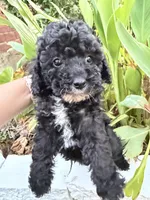 Blackie, a male Maltipoo for sale in Houston, TX – 2 of 5