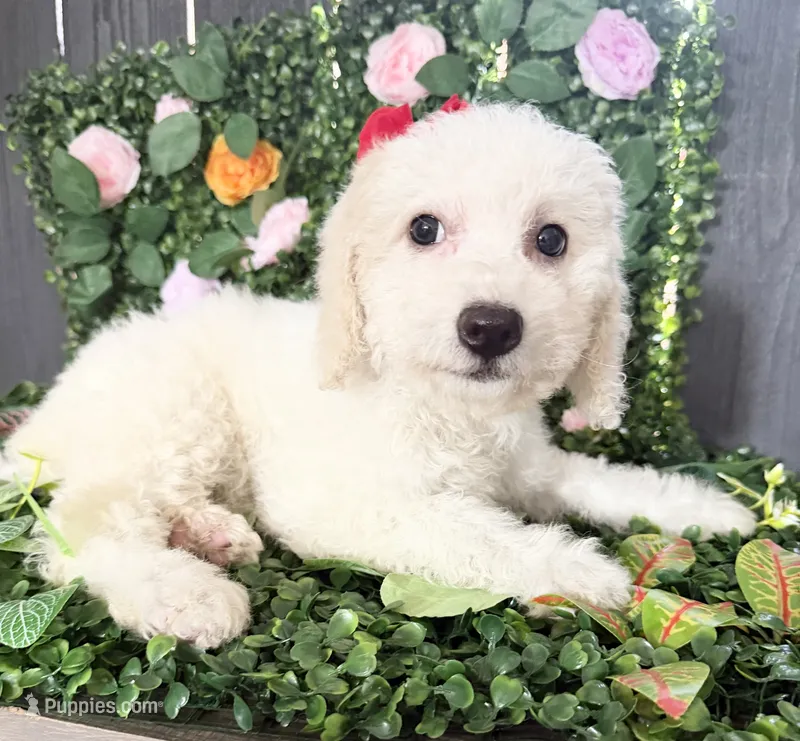 Minnie – Maltipoo puppy for sale in Houston, TX