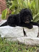 Blackie, a male Maltipoo for sale in Houston, TX – 5 of 5