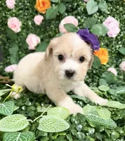 Dollie, a female Maltipoo for sale in Houston, TX – 3 of 4