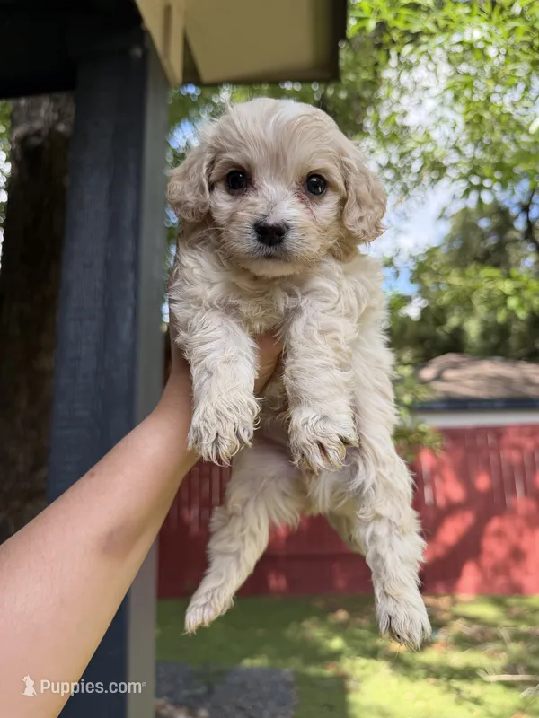 Brownie – Maltipoo puppy for sale in Houston, TX
