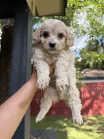 Brownie, a male Maltipoo for sale in Houston, TX – 1 of 1